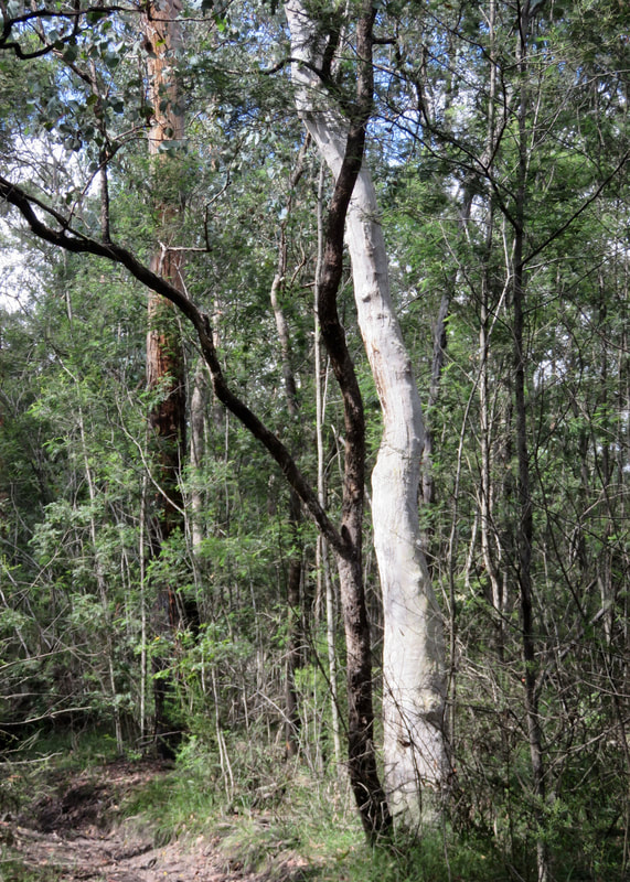 a white trunked dead tree beside a black trunked live tree