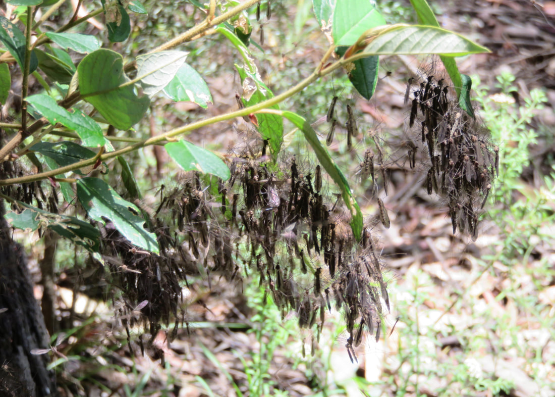 big clusters of winged insects hanging off a leafy twig