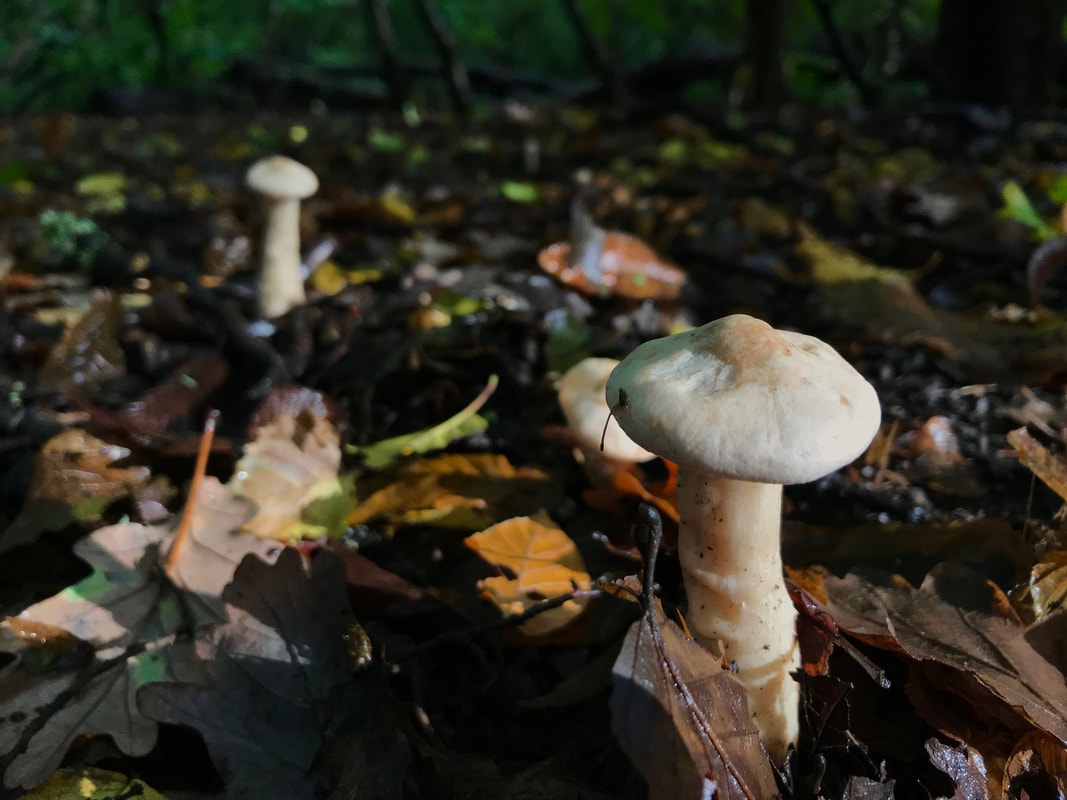 Mushrooms in brown leaves
