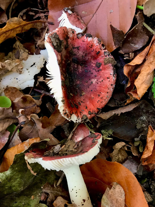 two mushrooms with red tops and white gills and stems