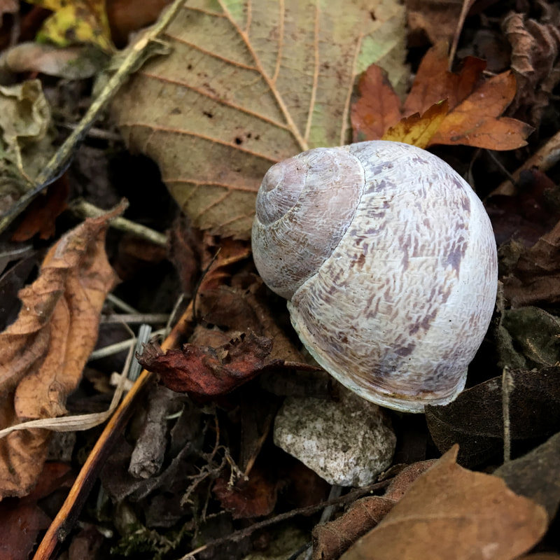 snail shell on leaves