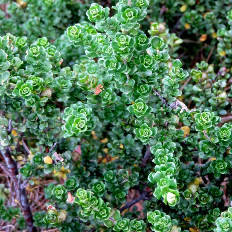 Plant with small green florets of leaves