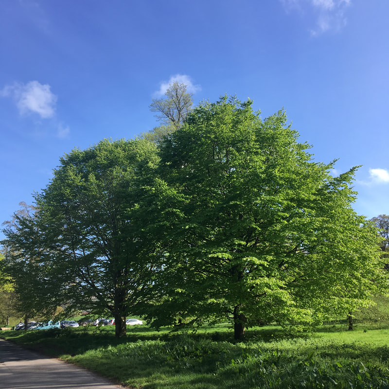trees with green leaves