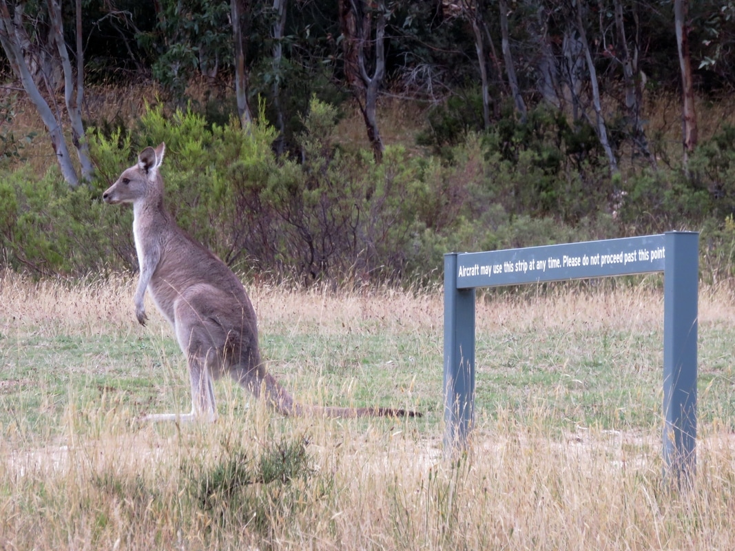 Kangaroo and airstrip sign