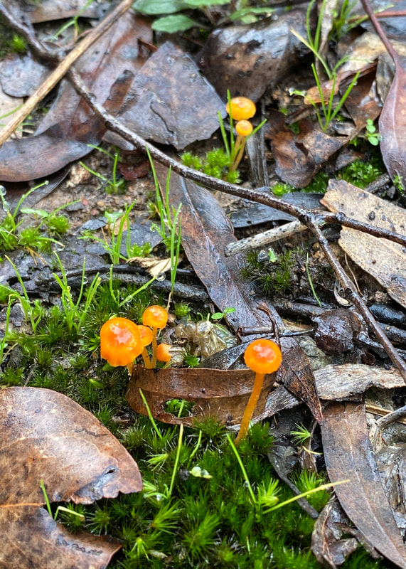 Tiny, shiny orange mushrooms among moss and leaf litter