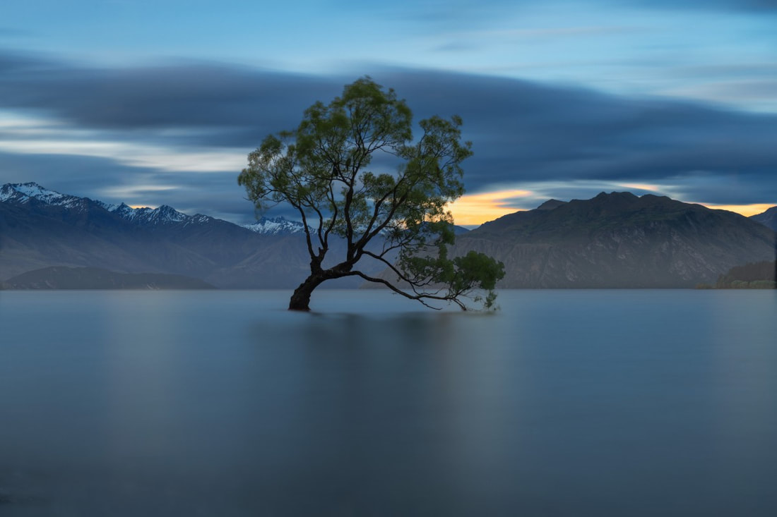 A leafy, bendy tree stands in the middle of a still lake, clouds and mountains in background