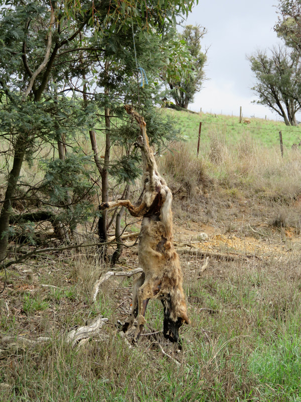 dead dog hanging from a tree