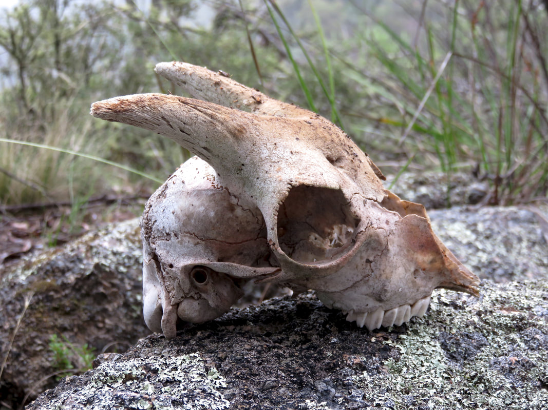 skull of small goat with horns