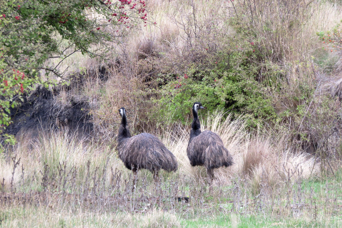 Two emus in long grass